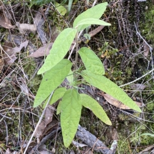 Olearia lirata at Kowen, ACT - 6 Jul 2022