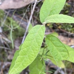 Olearia lirata at Kowen, ACT - 6 Jul 2022