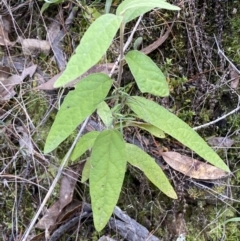 Olearia lirata at Kowen, ACT - 6 Jul 2022