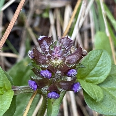 Prunella vulgaris (Self-heal, Heal All) at Kowen, ACT - 6 Jul 2022 by Steve_Bok