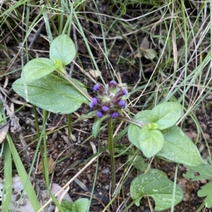 Prunella vulgaris at Kowen, ACT - 6 Jul 2022