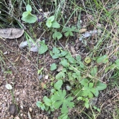 Prunella vulgaris at Kowen, ACT - 6 Jul 2022