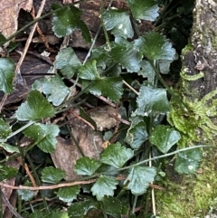 Asplenium flabellifolium (Necklace Fern) at Kowen, ACT - 6 Jul 2022 by SteveBorkowskis