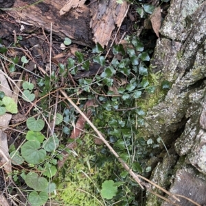 Asplenium flabellifolium at Kowen, ACT - 6 Jul 2022