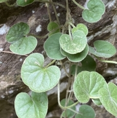 Dichondra sp. Inglewood (J.M.Dalby 86/93) Qld Herbarium at Kowen, ACT - 6 Jul 2022