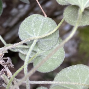 Dichondra sp. Inglewood (J.M.Dalby 86/93) Qld Herbarium at Kowen, ACT - 6 Jul 2022