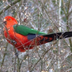 Alisterus scapularis (Australian King-Parrot) at Lyneham, ACT - 6 Jul 2022 by davobj