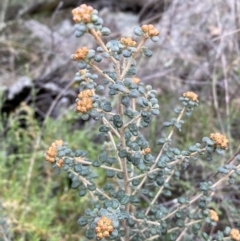 Phebalium squamulosum subsp. ozothamnoides (Alpine Phebalium, Scaly Phebalium) at Kowen, ACT - 6 Jul 2022 by Steve_Bok