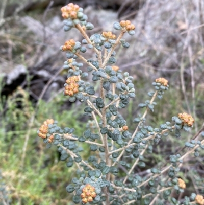 Phebalium squamulosum subsp. ozothamnoides (Alpine Phebalium, Scaly Phebalium) at Kowen, ACT - 6 Jul 2022 by SteveBorkowskis