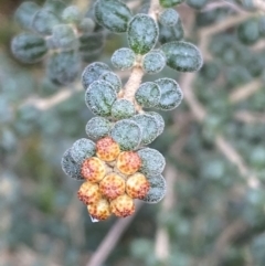 Phebalium squamulosum subsp. ozothamnoides at Kowen, ACT - 6 Jul 2022