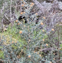 Phebalium squamulosum subsp. ozothamnoides at Kowen, ACT - 6 Jul 2022