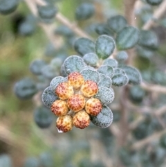 Phebalium squamulosum subsp. ozothamnoides at Kowen, ACT - 6 Jul 2022