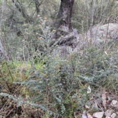 Phebalium squamulosum subsp. ozothamnoides at Kowen, ACT - 6 Jul 2022