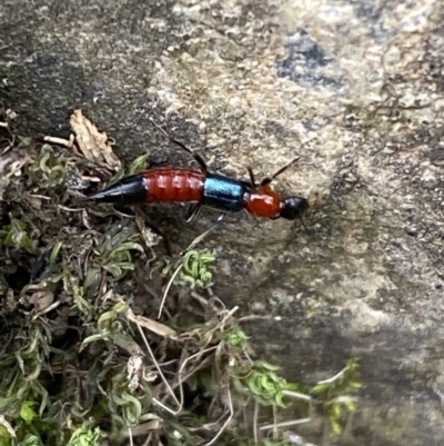 Paederus sp. (genus) (Whiplash rove beetle) at Kowen, ACT - 6 Jul 2022 by SteveBorkowskis