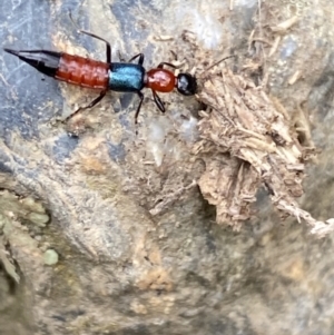 Paederus sp. (genus) at Kowen, ACT - 6 Jul 2022