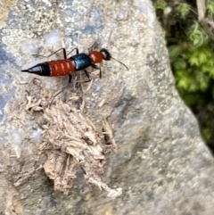 Paederus sp. (genus) at Kowen, ACT - 6 Jul 2022