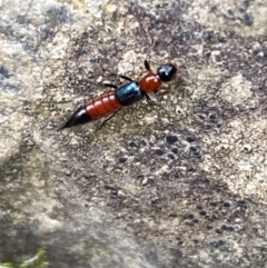 Paederus sp. (genus) at Kowen, ACT - 6 Jul 2022