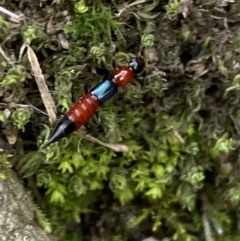 Paederus sp. (genus) at Kowen, ACT - 6 Jul 2022