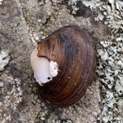 Hyriidae sp. (family) (Freshwater Mussels) at Kowen, ACT - 6 Jul 2022 by Steve_Bok