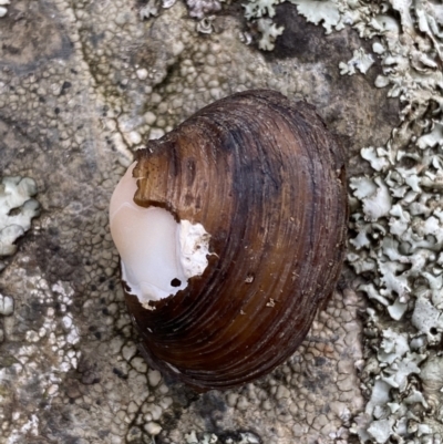Hyriidae sp. (family) (Freshwater Mussels) at Kowen, ACT - 6 Jul 2022 by Steve_Bok