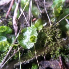 Lunularia cruciata (A thallose liverwort) at Cooma, NSW - 6 Jul 2022 by mahargiani