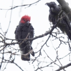 Callocephalon fimbriatum (Gang-gang Cockatoo) at Ainslie, ACT - 3 Jul 2022 by HelenCross