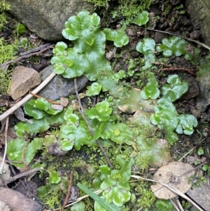 Lunularia cruciata at Kowen, ACT - 6 Jul 2022