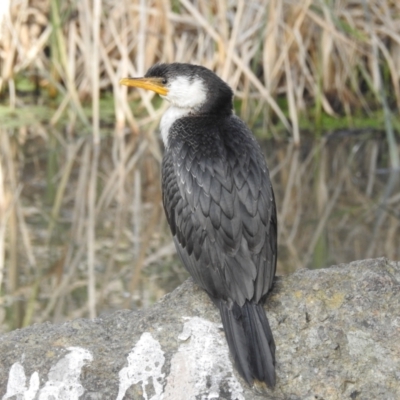 Microcarbo melanoleucos (Little Pied Cormorant) at Acton, ACT - 4 Jul 2022 by HelenCross