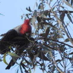 Callocephalon fimbriatum (Gang-gang Cockatoo) at Acton, ACT - 6 Jul 2022 by HelenCross