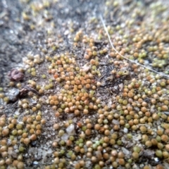 Unidentified Moss / Liverwort / Hornwort at Cooma North Ridge Reserve - 20 Jul 2022 by mahargiani