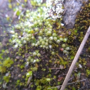 Gigaspermum repens at Cooma, NSW - 6 Jul 2022 03:05 PM