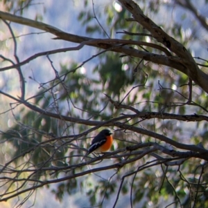 Petroica phoenicea at Jindera, NSW - 6 Jul 2022