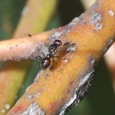 Parapalaeosepsis plebeia (Ant fly) at Yarralumla, ACT - 30 Jun 2022 by Harrisi