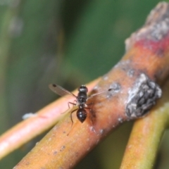 Parapalaeosepsis plebeia at Yarralumla, ACT - 30 Jun 2022