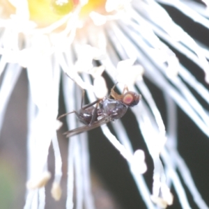 Parapalaeosepsis plebeia at Yarralumla, ACT - 30 Jun 2022