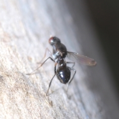 Parapalaeosepsis plebeia at Yarralumla, ACT - 30 Jun 2022