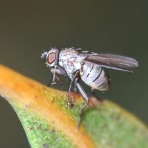 Notiphila (Notiphila) fuscimana at Yarralumla, ACT - 30 Jun 2022