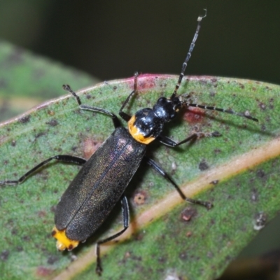 Chauliognathus lugubris (Plague Soldier Beetle) at Yarralumla, ACT - 30 Jun 2022 by Harrisi
