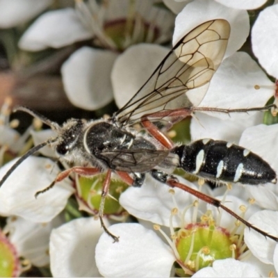 Diamma bicolor (Blue ant, Bluebottle ant) at Paddys River, ACT - 10 Nov 2021 by MichaelBedingfield