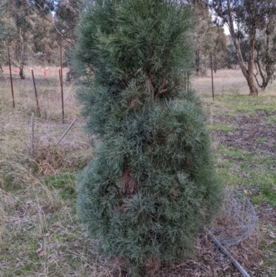 Callitris endlicheri (Black Cypress Pine) at Watson, ACT - 6 Jul 2022 by abread111