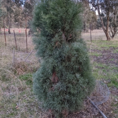 Callitris endlicheri (Black Cypress Pine) at Watson Woodlands - 6 Jul 2022 by abread111