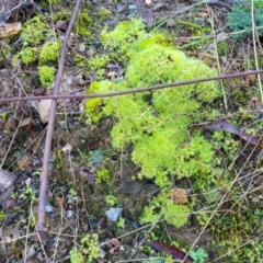 Unidentified Moss, Liverwort or Hornwort at O'Connor, ACT - 7 Jul 2022 by trevorpreston