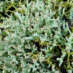 Cladonia sp. (genus) (Cup Lichen) at O'Connor, ACT - 7 Jul 2022 by trevorpreston
