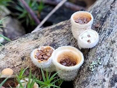 Nidula niveotomentosa (A birds-nest fungus) at O'Connor, ACT - 7 Jul 2022 by trevorpreston