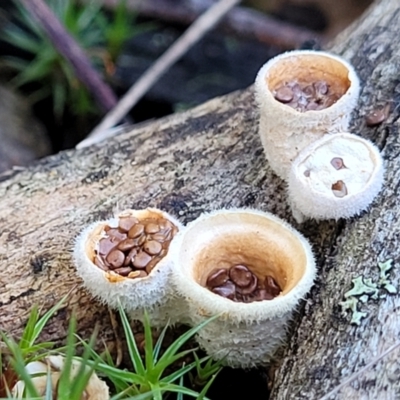 Nidula niveotomentosa (A birds-nest fungus) at O'Connor, ACT - 7 Jul 2022 by trevorpreston