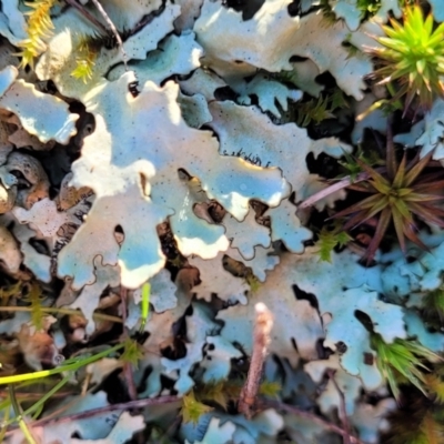 Lichen - foliose at O'Connor, ACT - 7 Jul 2022 by trevorpreston