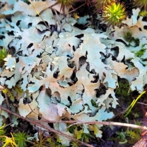 Lichen - foliose at O'Connor, ACT - 7 Jul 2022