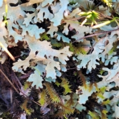 Lichen - foliose at O'Connor, ACT - 7 Jul 2022