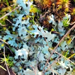 Lichen - foliose at O'Connor, ACT - 7 Jul 2022