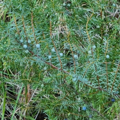 Juniperus communis (Juniper) at Isaacs, ACT - 7 Jul 2022 by Mike